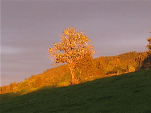 Ferieleilighet - 6 personer -  - Diepolz - 87509 - Immenstadt Im Allgäu