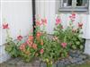 Image 16