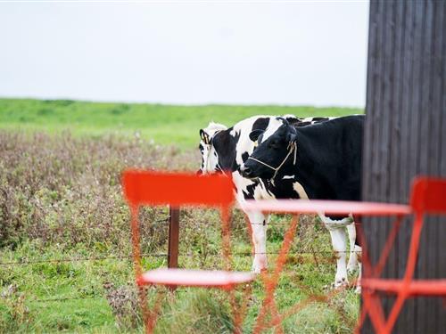 Feriehus - 4 personer -  - Schwerinsgroden - 26409 - Wittmund