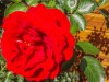 Bilde 26