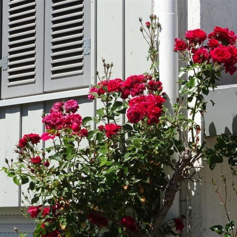 Ferielejlighed - 4 personer -  - Vlotho - 32602