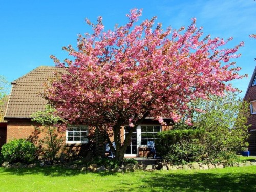 Sommerhus - 2 personer -  - 25980 - Westerland