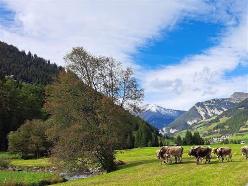Bauernhof - 5 persons -  - Nauders - 6543 - Nauders