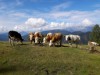Bild 17