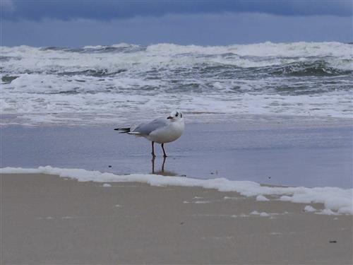 Ferielejlighed - 2 personer -  - Strandstraße - 18586 - Baabe (Ostseebad)