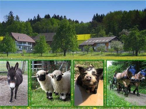 Ferielejlighed - 6 personer -  - Eschenz - 8264