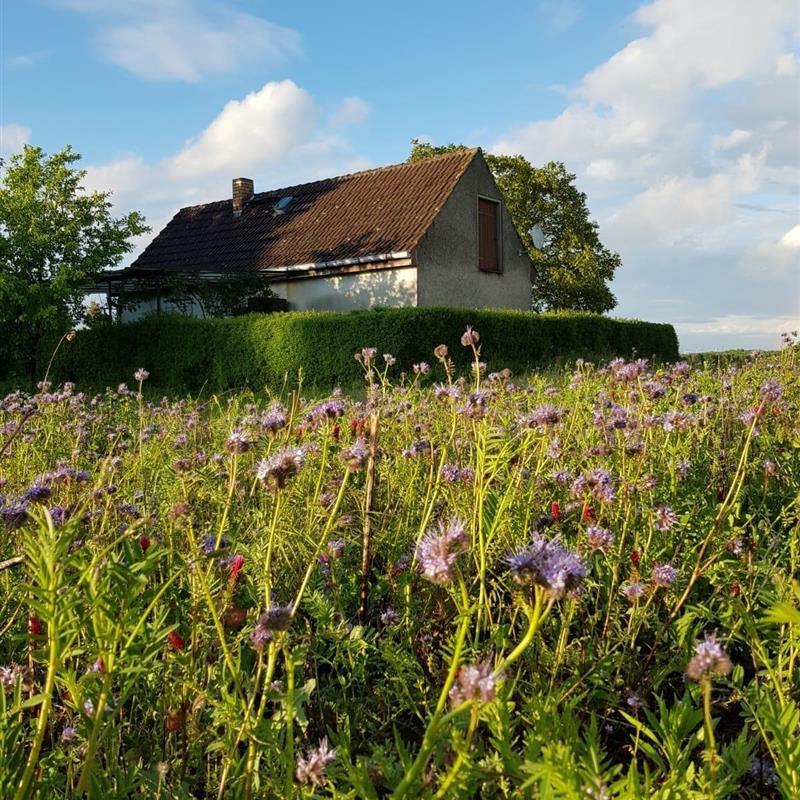 Sommerhus - 2 personer -  - Menzer Straße - 16775 - Gransee