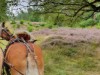Billede 14