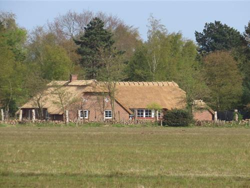 Sommerhus - 12 personer -  - Trifoliumvej - Marielyst - 4873 - Væggerløse