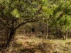 Billede 25 - Grund