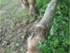 Bild 17