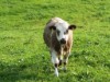 Bild 13