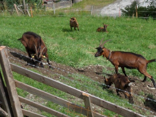 Ferielejlighed - 5 personer -  - Sonnbergstraße - 5700 - Zell Am See