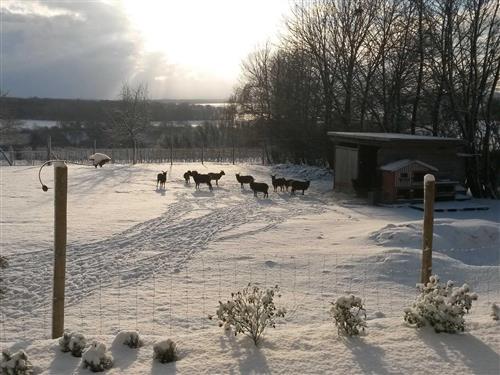 Bondegård - 1 person -  - Falkenstein - 74229 - Oedheim