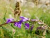 Bild 17