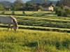 Bilde 5