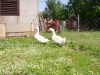 Bilde 11