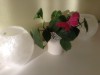 Image 16