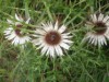 Bild 44