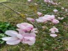 Bilde 33