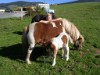 Bilde 4
