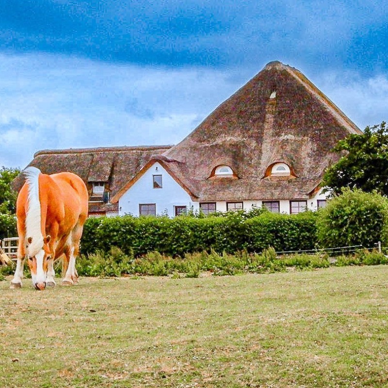 Ferielejlighed - 4 personer -  - Schwarzhof - 25832 - Kotzenbüll