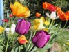 Bild 75