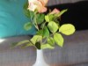 Bilde 4