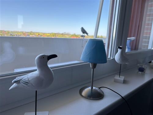 Semesterlägenhet - 3 personer -  - Am Tief - 26434 - Wangerland