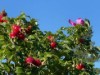 Bilde 44