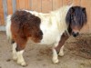 Bild 17