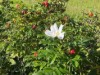 Bilde 45
