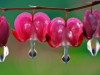Billede 9