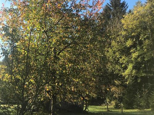 Ferieleilighet - 6 personer -  - Hinterholz - 3663 - Laimbach Am Ostrong