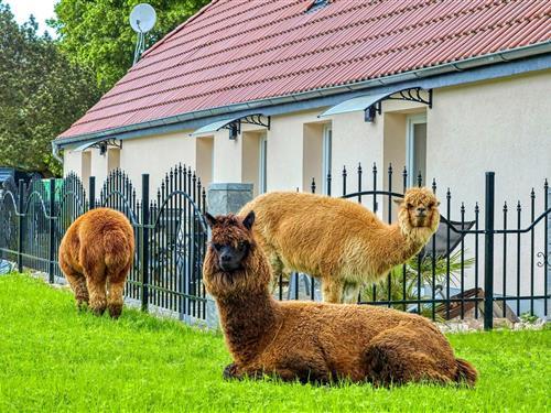 Feriehus / leilighet - 4 personer -  - Dorfstraße - Alpaka 3 Ferienwhg.- Schmatzin - 17390 - Schmatzin