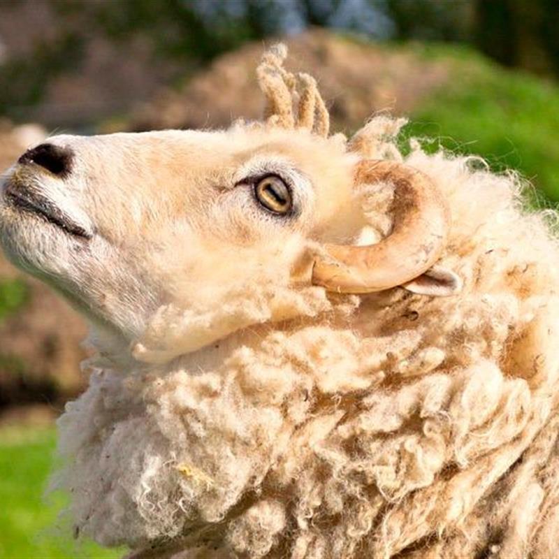 Ferielejlighed - 1 person -  - Vitzdorf - 23769 - Fehmarn Ot Vitzdorf