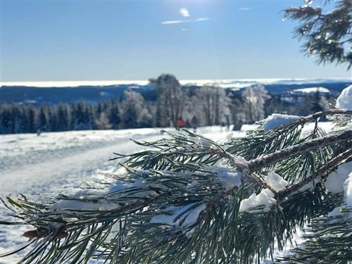 Ferielejlighed - 4 personer -  - Wacholderweg - 59955 - Winterberg / Niedersfeld