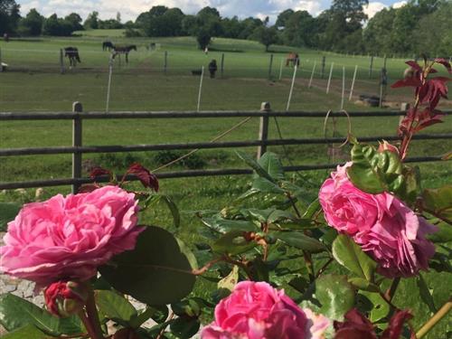 Fritidshus - 5 personer -  - Wiehenredder - 24361 - Haby