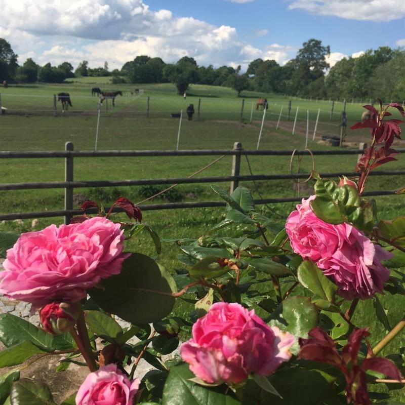 Sommerhus - 5 personer -  - Wiehenredder - 24361 - Haby