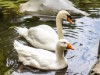 Bild 81