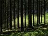 Bild 31