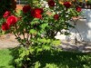 Bilde 3