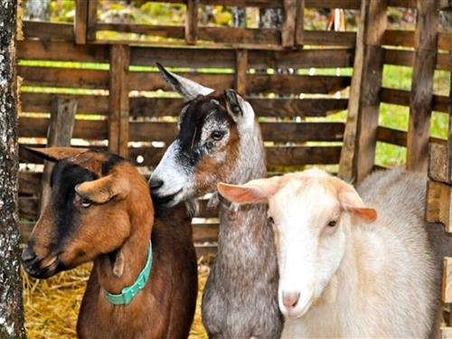 Ferielejlighed - 6 personer -  - 24420 - Sorges