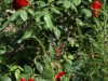 Billede 8
