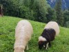 Bild 45