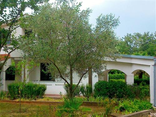 Ferieleilighet - 6 personer -  - Risika - 51516 - Vrbnik