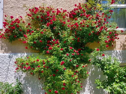 Ferieleilighet - 5 personer -  - Frühlingsstraße - 83435 - Bad Reichenhall