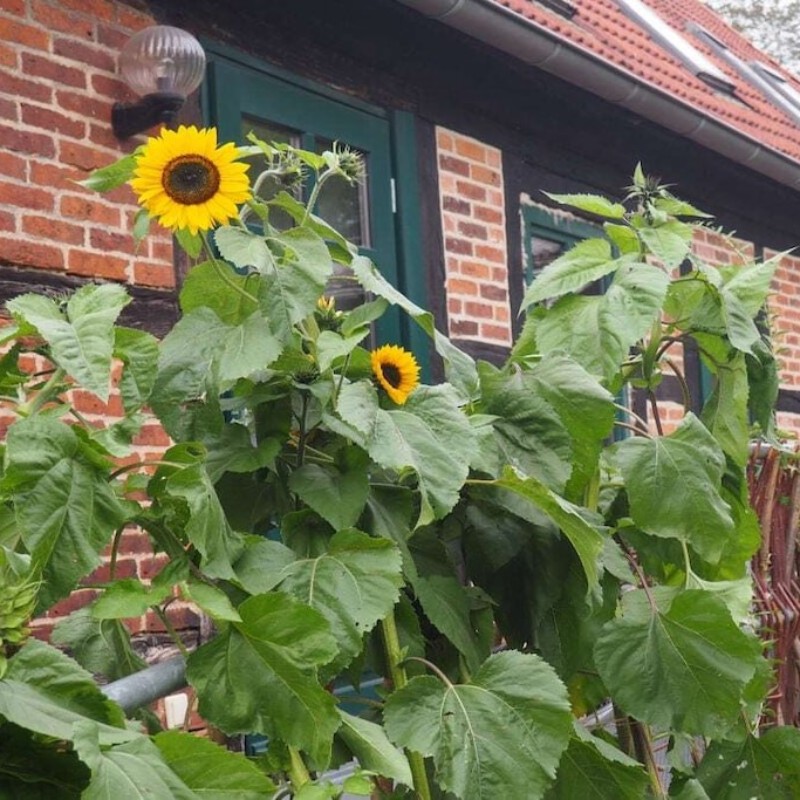 Sommerhus - 6 personer -  - 18230 - Rerik Ot Russow