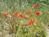 Bild 39