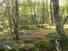 Image 21